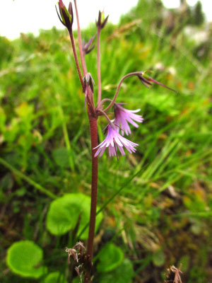 Wald-Soldanelle (Soldanella montana)