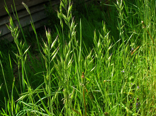 Flaum-Trespe (Bromus hordeaceus)