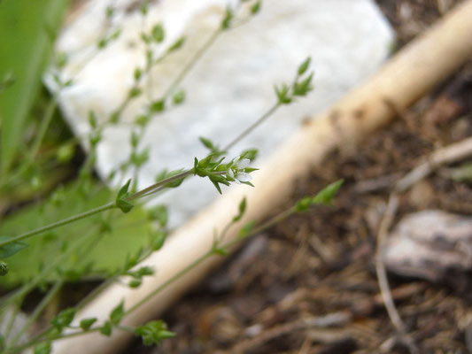 Quendel-Sandkraut (Arenaria serpyllifolia)