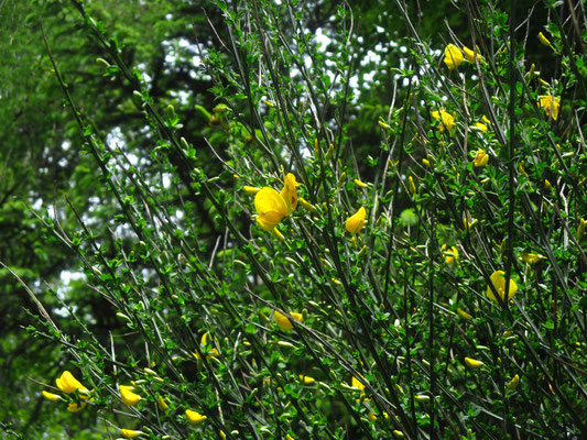 Besenginster (Cytisus scoparius)