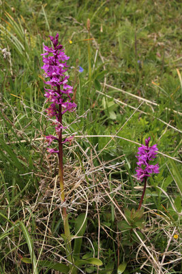 Manns-Knabenkraut (Orchis mascula subsp. speciosa)