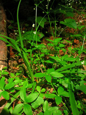 Rundblatt-Labkraut (Galium rotundifolium)