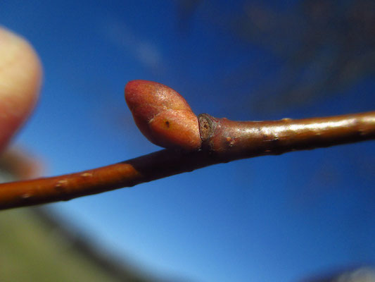 Winter-Linde (Tilia cordata)