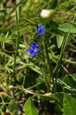 Schlauch-Enzian (Gentiana utriculosa)