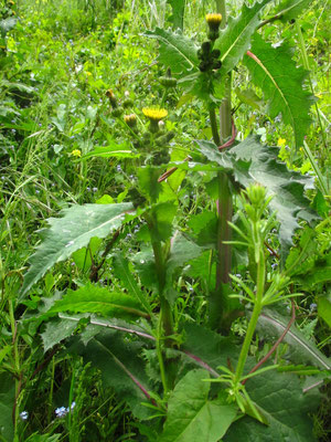 Dorn-Gänsedistel (Sonchus asper)