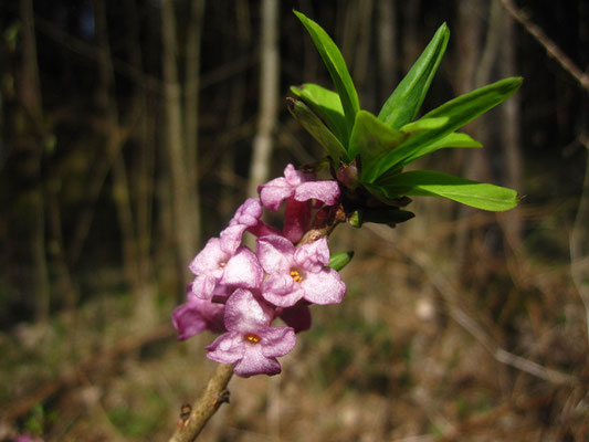 Echter Seidelbast (Daphne mezereum)