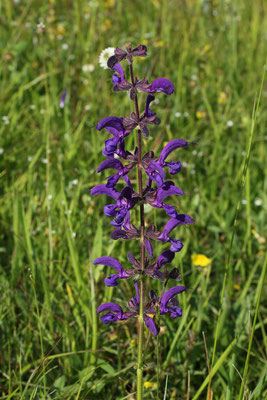 Wiesen-Salbei (Salvia pratensis) | Familie: Lippenblütler