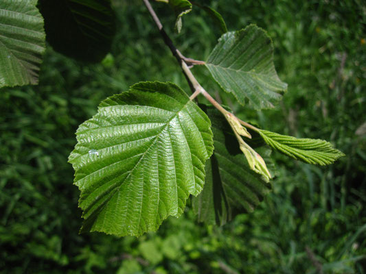 Grau-Erle (Alnus incana)