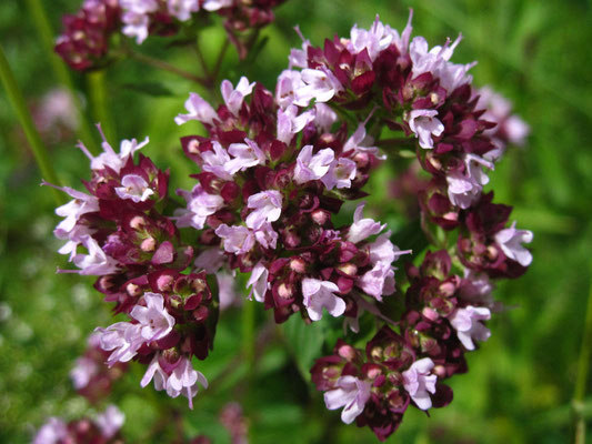 Echter Dost (Origanum vulgare)