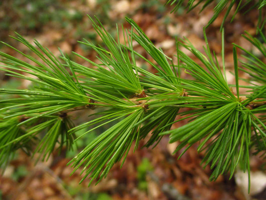 Europa-Lärche (Larix decidua)