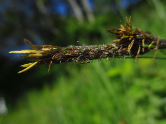 Rauhaar-Segge (Carex hirta)