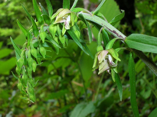 Grün-Ständelwurz (Epipactis helleborine s.lat.)