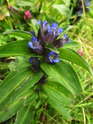 Kreuz-Enzian (Gentiana cruciata)