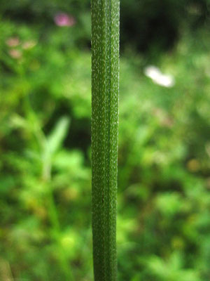 Wald-Borstendolde (Torilis japonica)