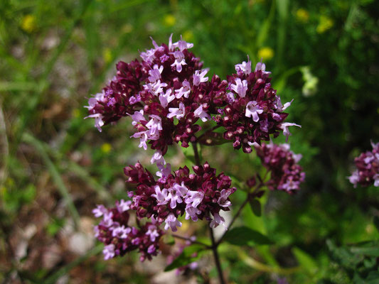 Echter Dost (Origanum vulgare)