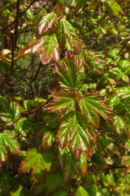 Feld-Ahorn (Acer campestre)