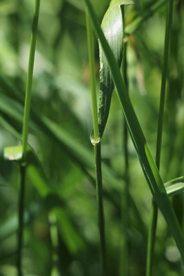 Wiesen-Schwingel (Festuca pratensis s.lat.)