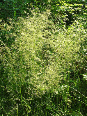 Horst-Rasenschmiele (Deschampsia cespitosa)