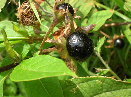 Echte Tollkirsche (Atropa bella-donna)