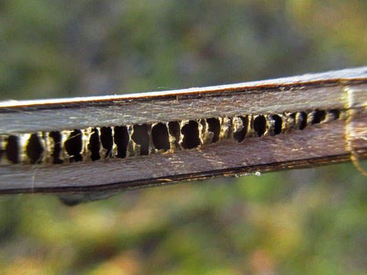 Echte Walnuss (Juglans regia) | Mark