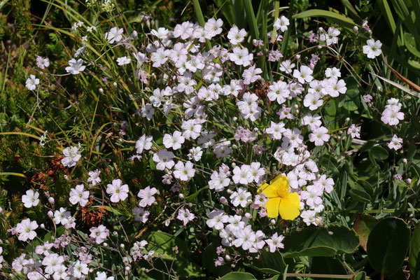 Kriechendes Gipskraut (Gypsophila repens)