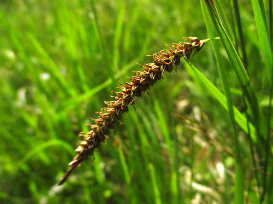 Blau-Segge (Carex flacca)