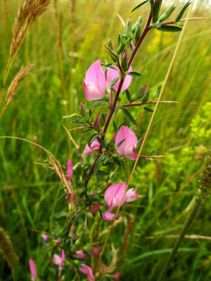 Dorn-Hauhechel (Ononis spinosa)