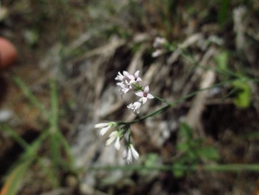 Hügel-Meier (Asperula cynachica)