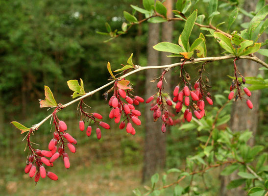 Berberitze (Berberis vulgaris)