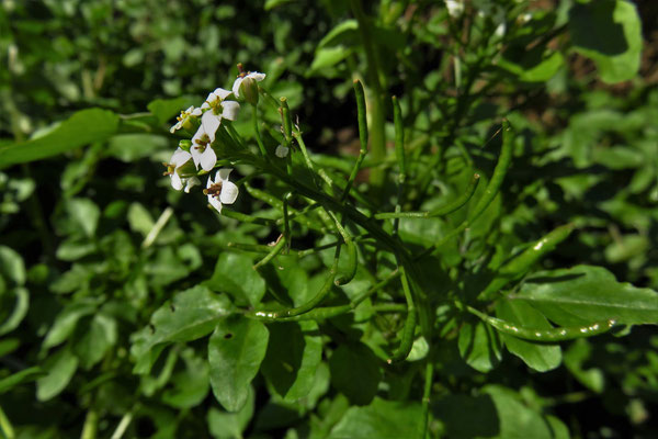 Echte Brunnenkresse (Nasturtium officinale)