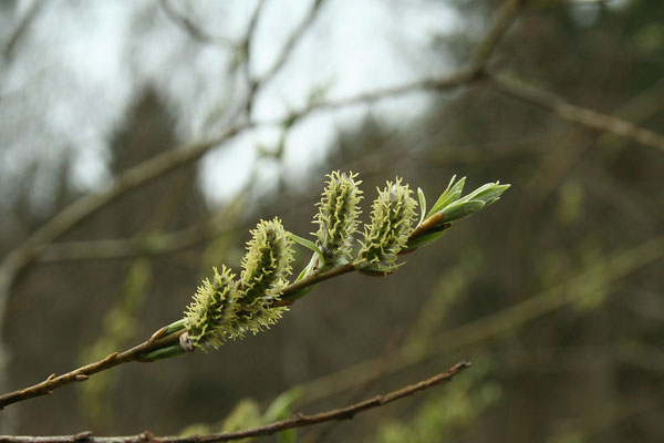 Korb-Weide (Salix viminalis) | weibliche Blüten