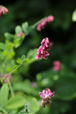 Schwärzende Platterbse (Lathyrus niger) | Familie: Hülsenfrüchtler