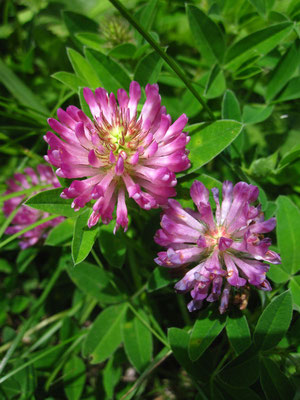 Zickzack-Klee (Trifolium medium)