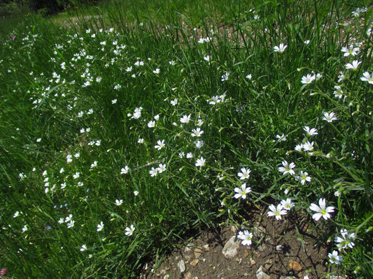 Acker-Hornkraut (Cerastium arvense)