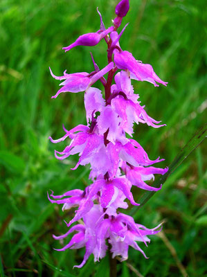 Manns-Knabenkraut (Orchis mascula subsp. speciosa)