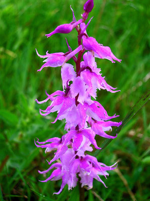 Manns-Knabenkraut (Orchis mascula subsp. speciosa)