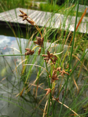 Grün-Teichbinse (Schoenoplectus lacustris)