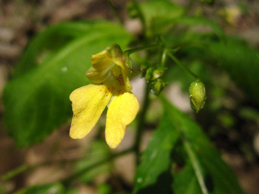 Klein-Springkraut (Impatiens parviflora)