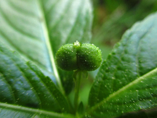 Wald-Bingelkraut (Mercurialis perennis)