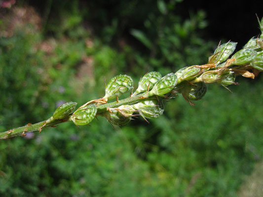 Wiesen-Esparsette (Ononbrychis viciifolia)