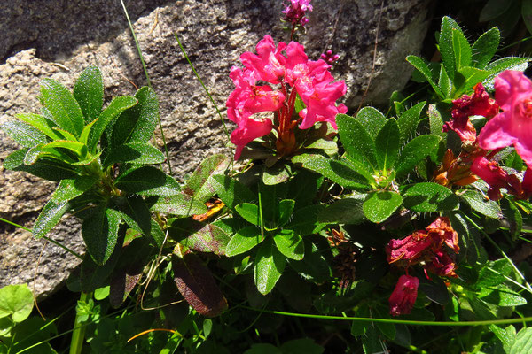 Wimper-Alpenrose (Rhododendron hirsutum) | Fam. Heidegewächse (Ericaceae)