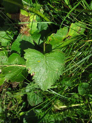 Berg-Greiskraut (Senecio subalpinus)