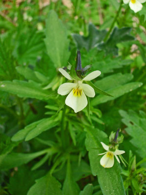 Acker-Stiefmütterchen (Viola arvensis)