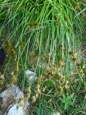 Hasen-Segge (Carex leporina)