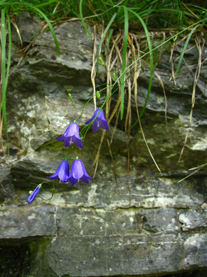 Rundblatt-Glockenblume (Campanula rotundifolia)