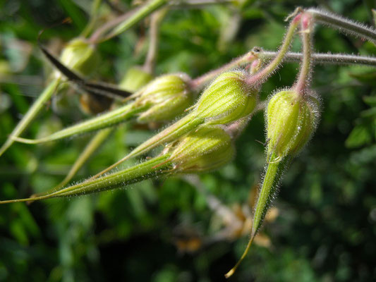 Wiesen-Storchschnabel (Geranium pratense)