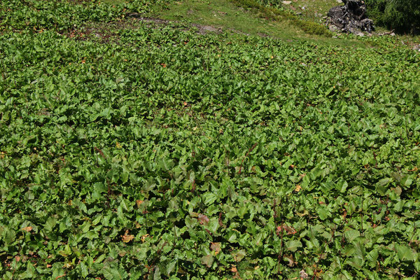 Alpen-Ampfer (Rumex alpinus)