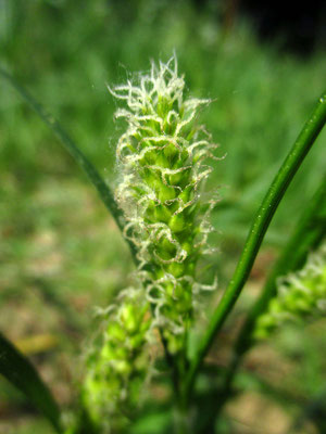 Rauhaar-Segge (Carex hirta)