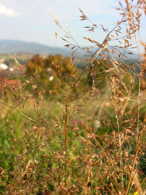 Gewöhnlicher Windhalm (Apera spica-venti)