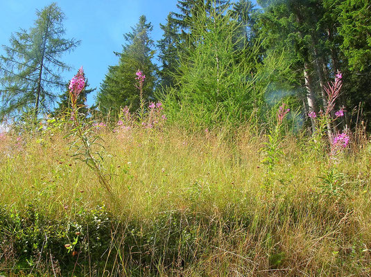 Waldschlag-Weidenröschen (Epilobium angustifolium)